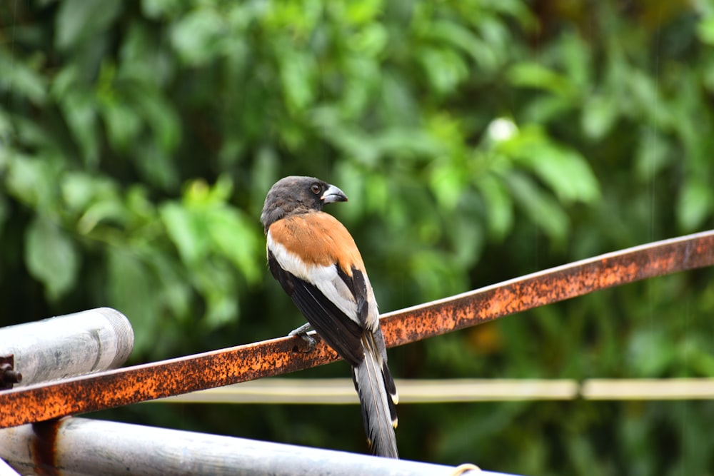 black and brown bird on brown wooden fence during daytime