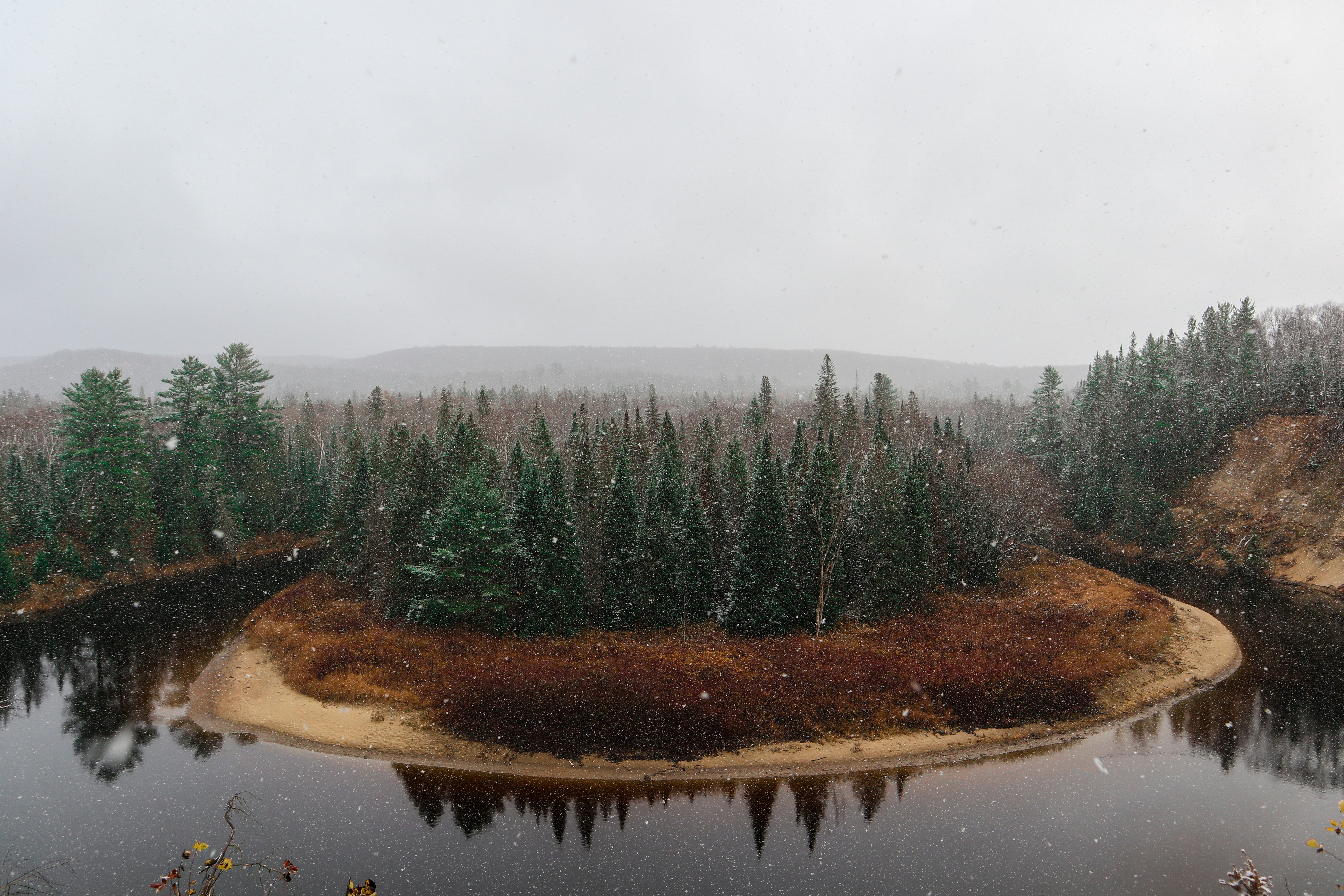 Exotic Philodendron Imperial Red: The Ultimate Guide