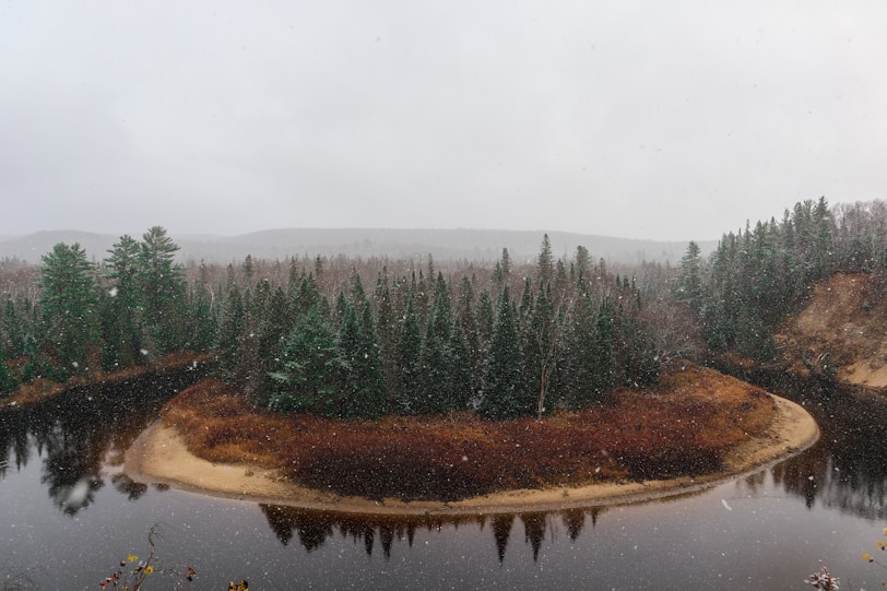 green trees near lake during daytime