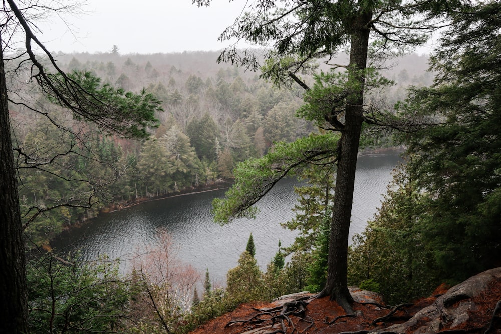 green trees beside river during daytime