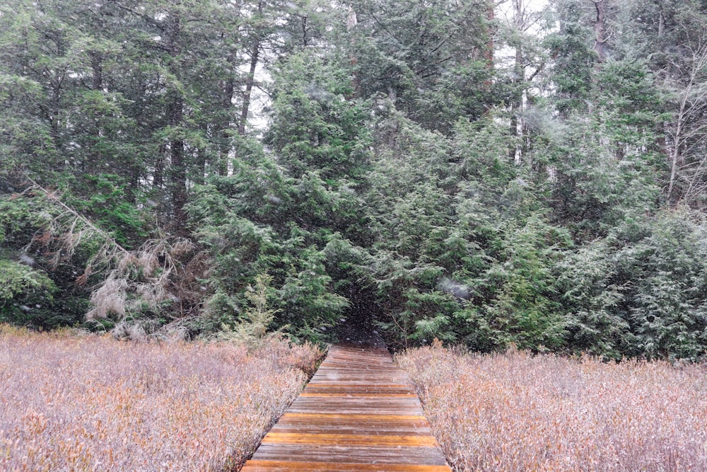 brown wooden pathway between green trees during daytime