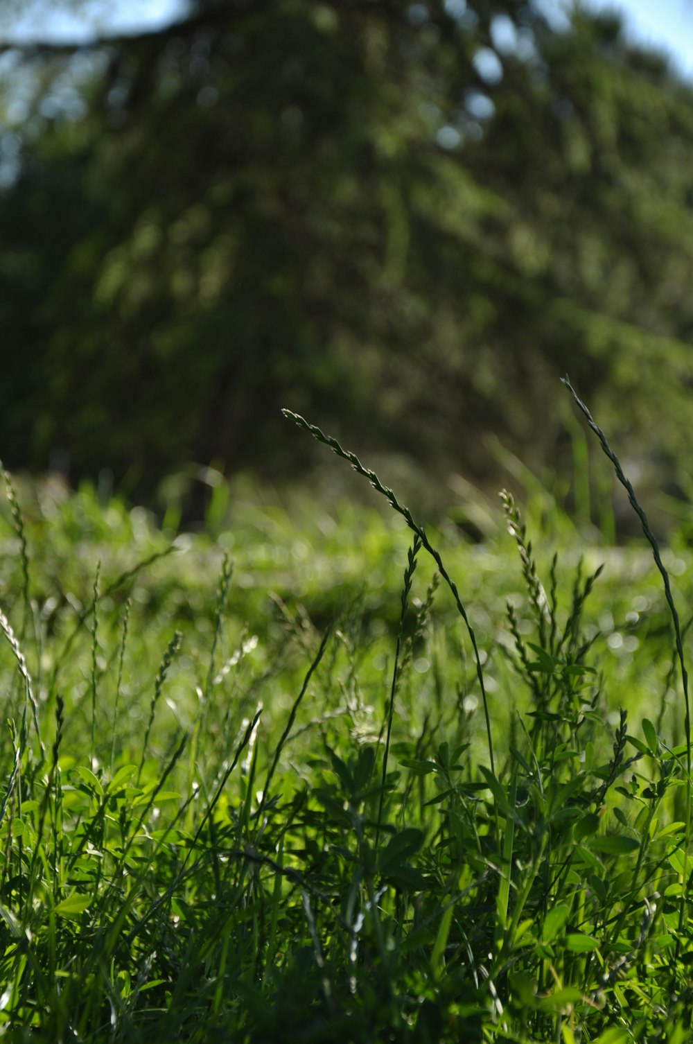 green grass field during daytime