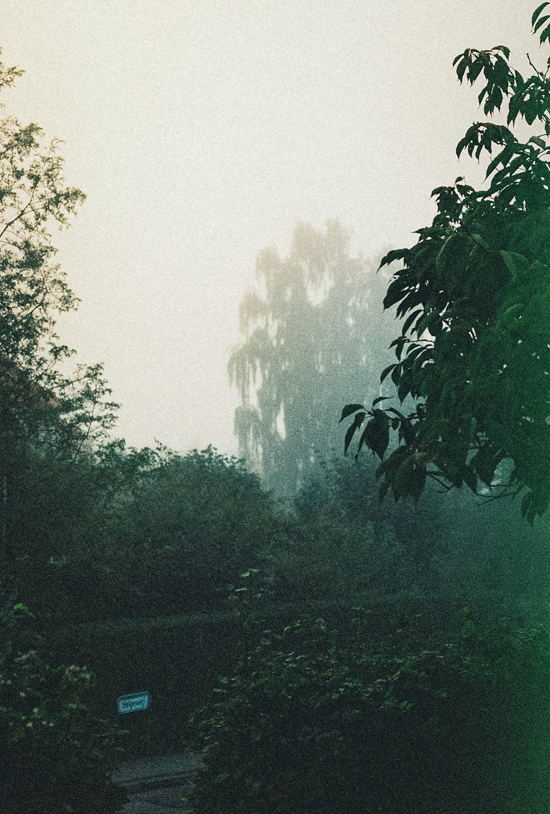 green trees under white sky during daytime