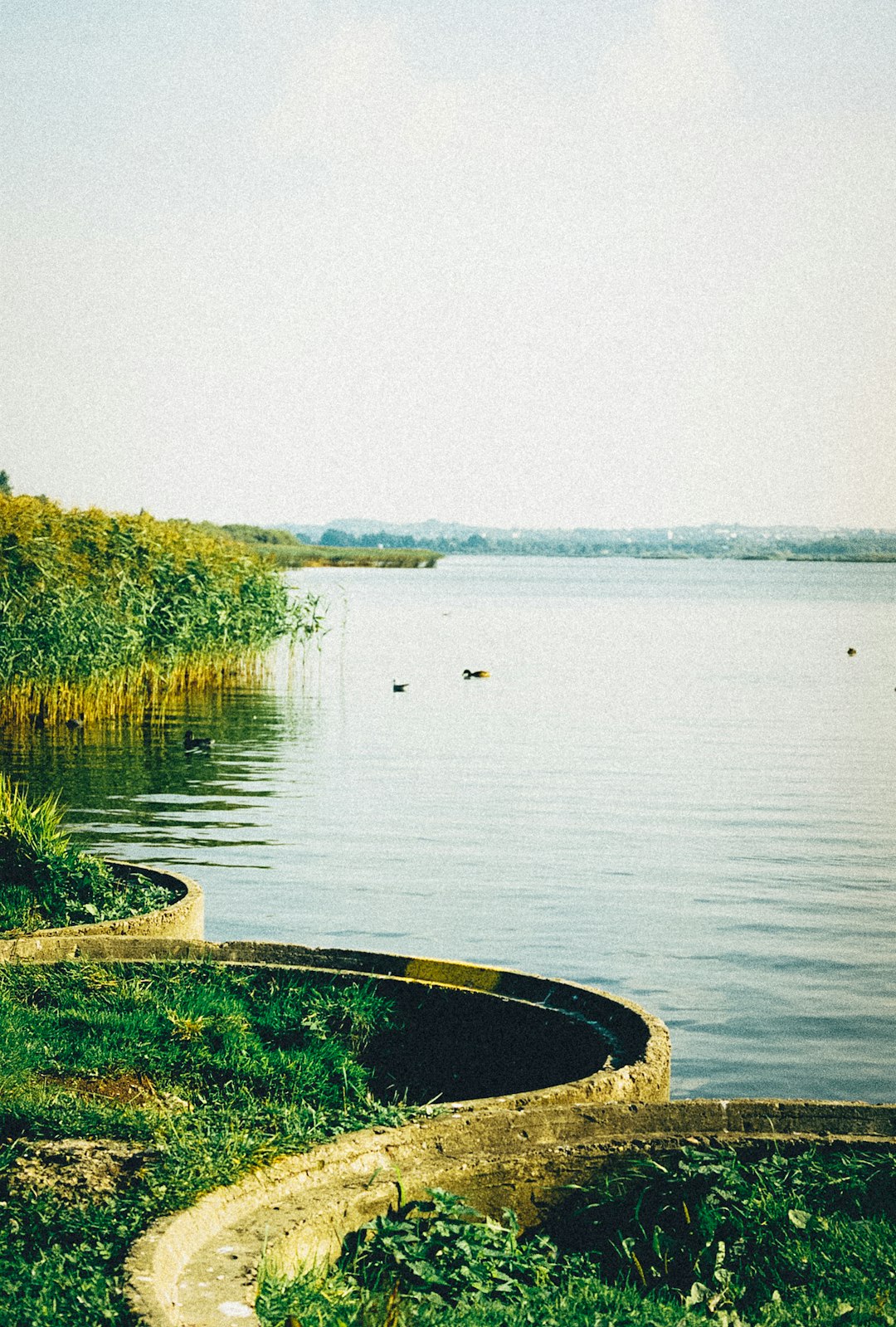 green grass near body of water during daytime