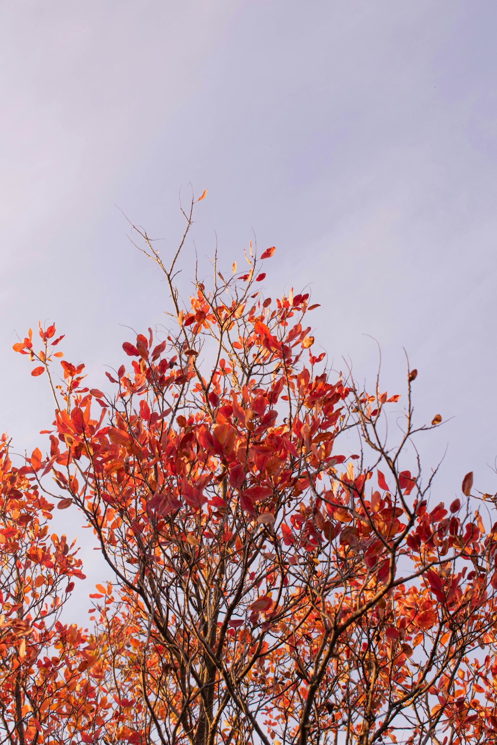 red leaves on brown tree branch