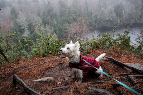 Top 3 Best WESTIE Collars and Leashes