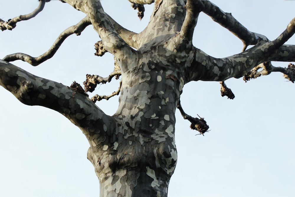 brown tree with white leaves