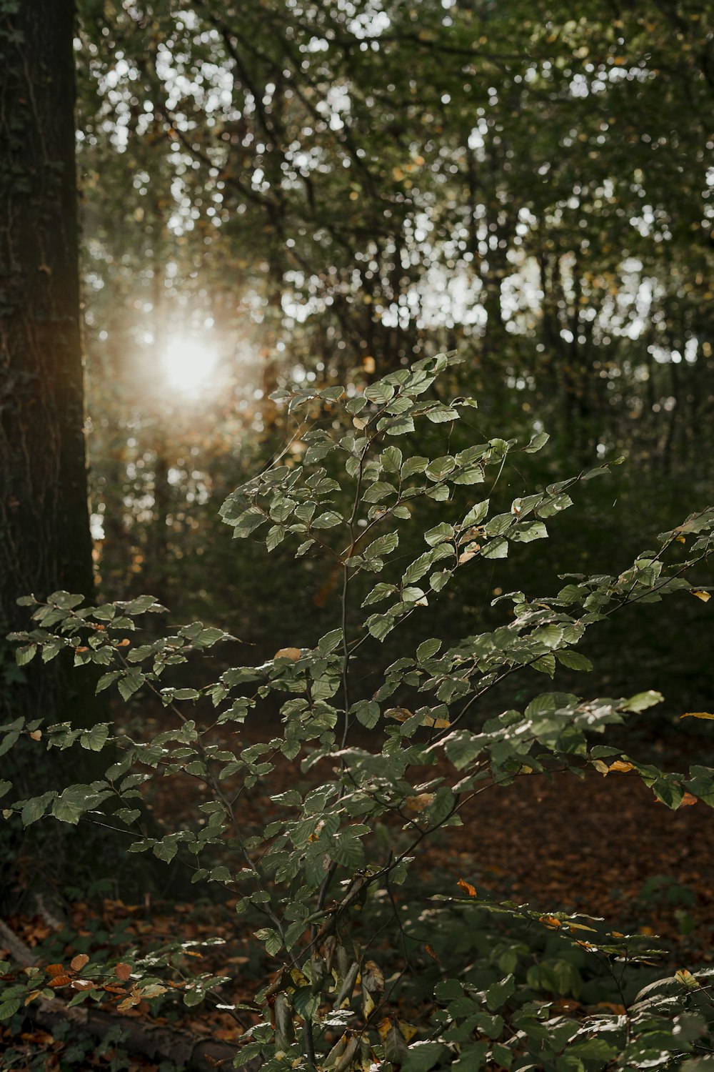 green and brown plant during daytime