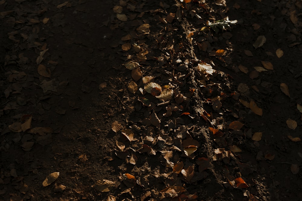 brown leaves on the ground