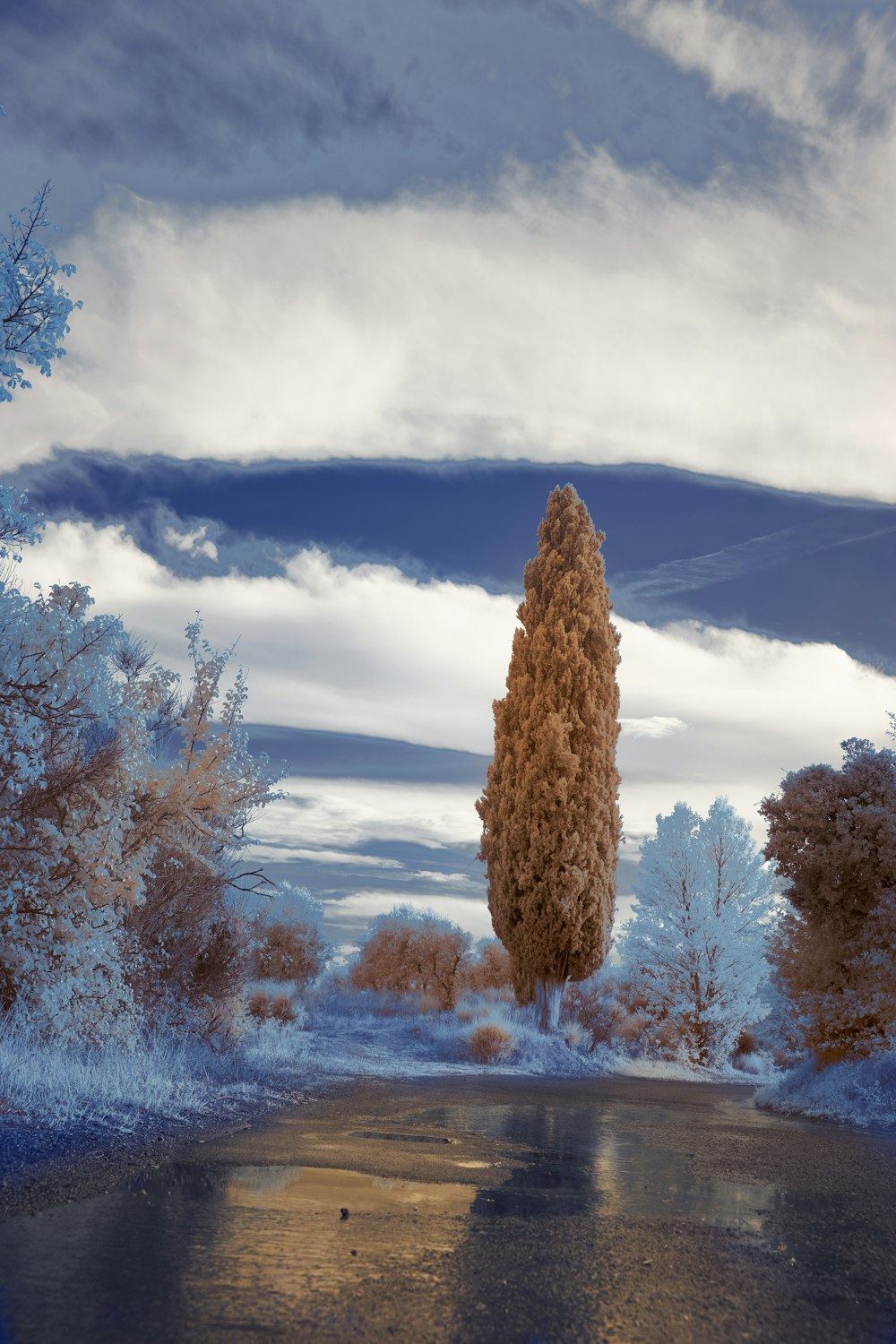 brown tree on snow covered ground under blue and white cloudy sky during daytime