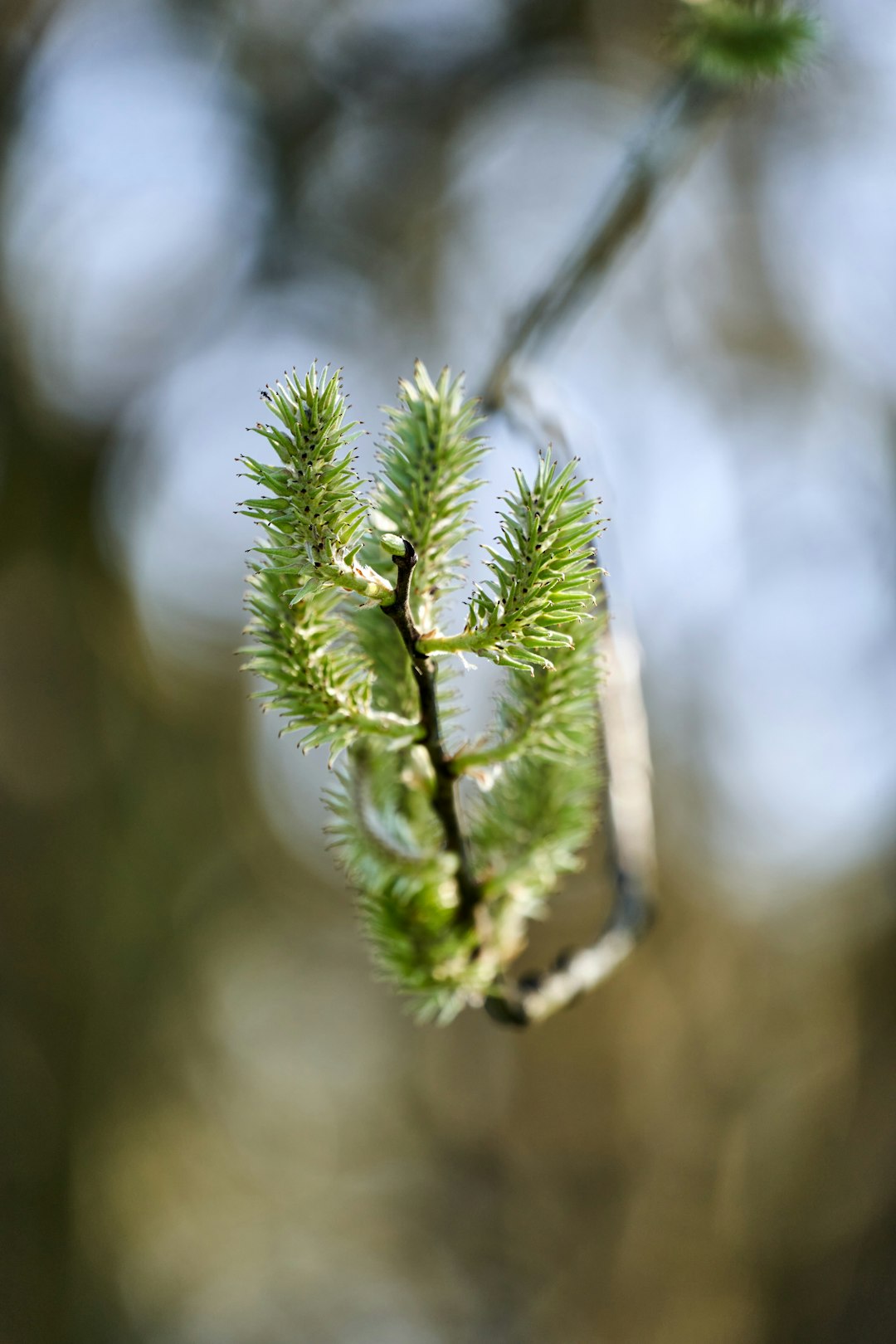 green plant in close up photography