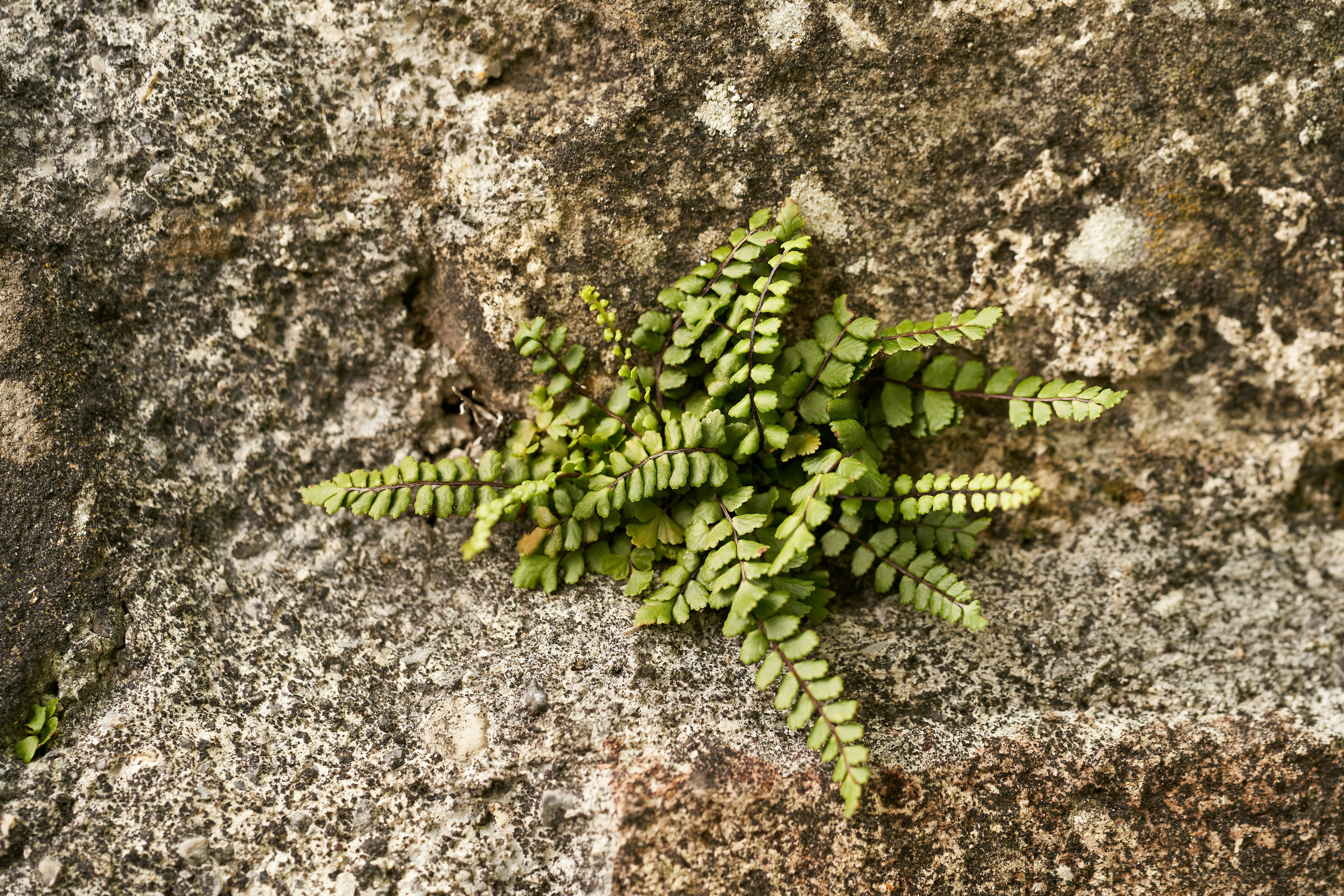 Photo by wolfgang_hasselmann