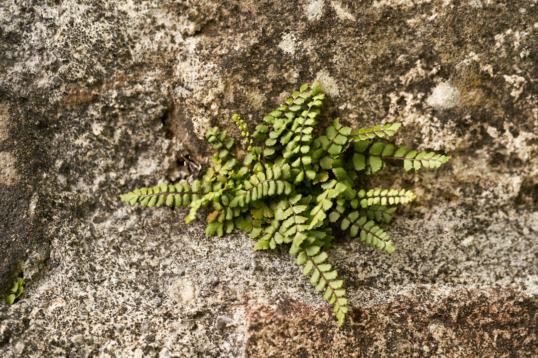 green fern plant on brown soil