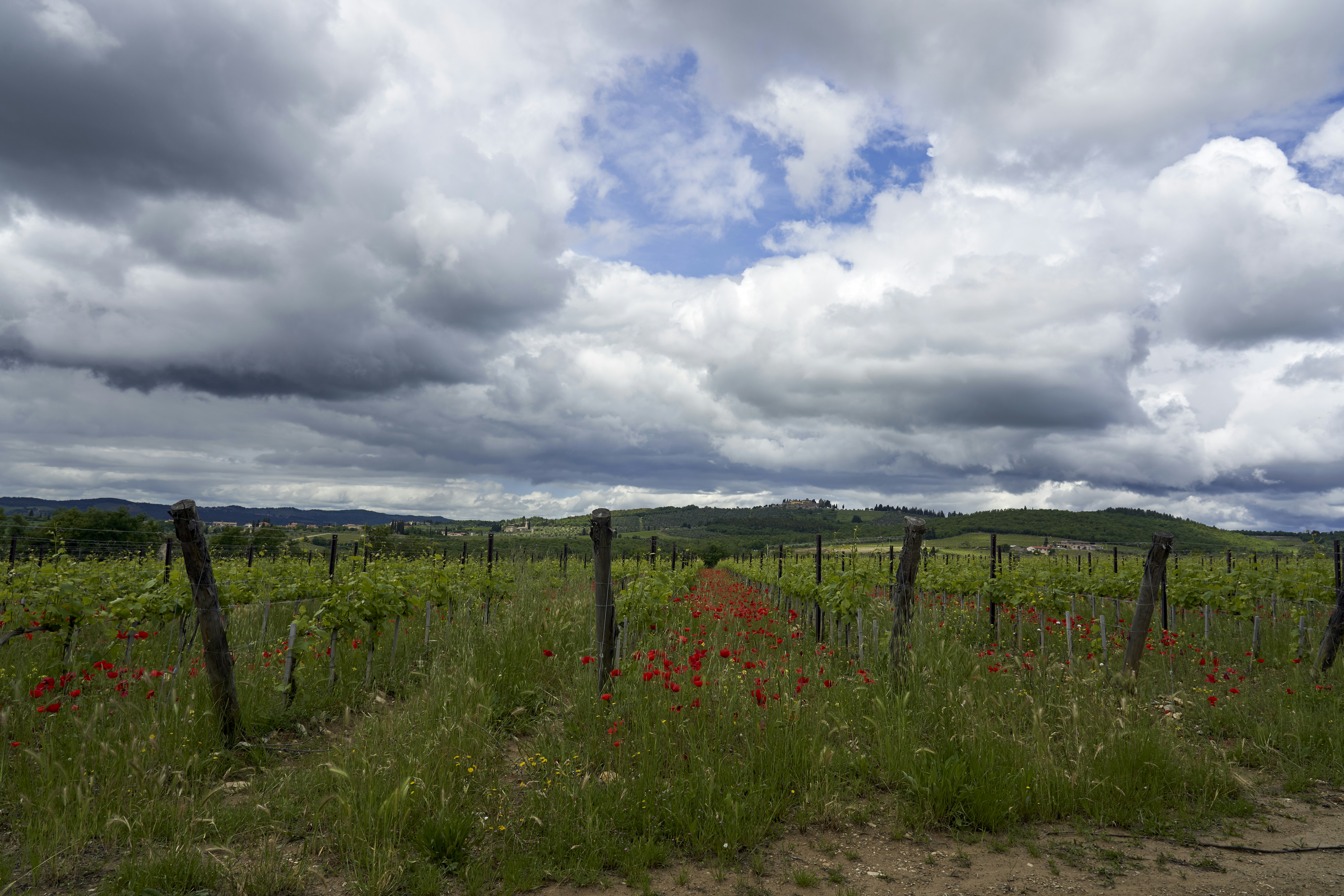 Photo by wolfgang_hasselmann