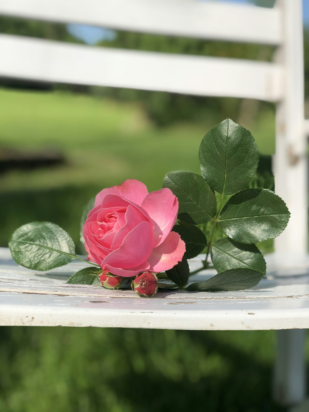 red rose on white wooden table