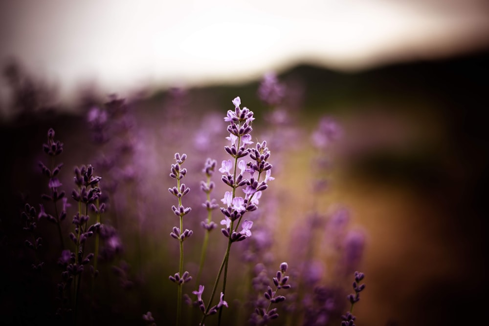 purple flower in tilt shift lens