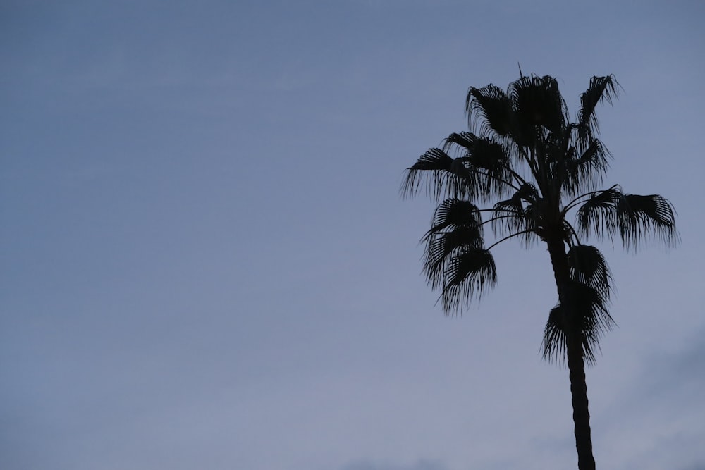 green palm tree under blue sky during daytime