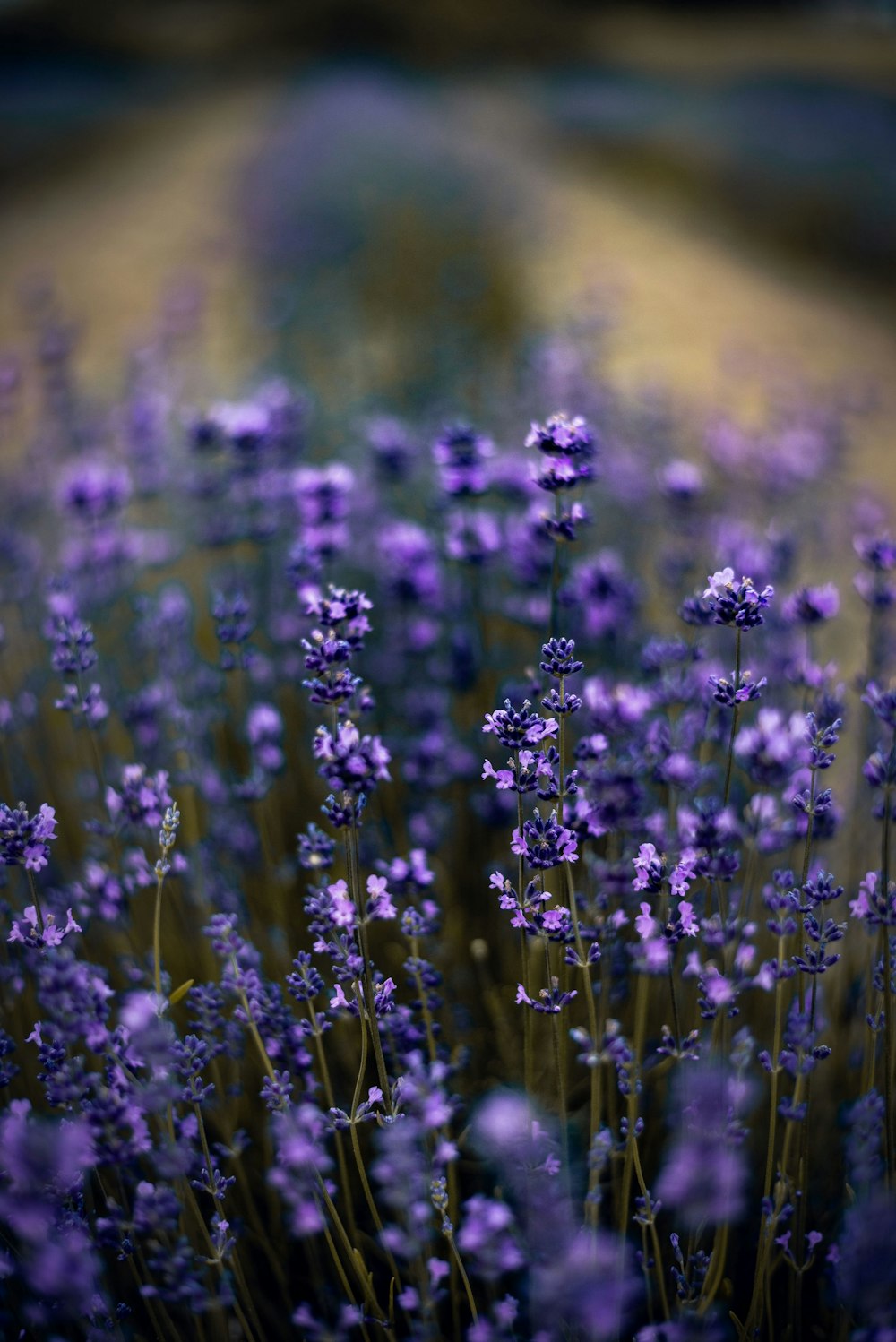 purple flower field during daytime