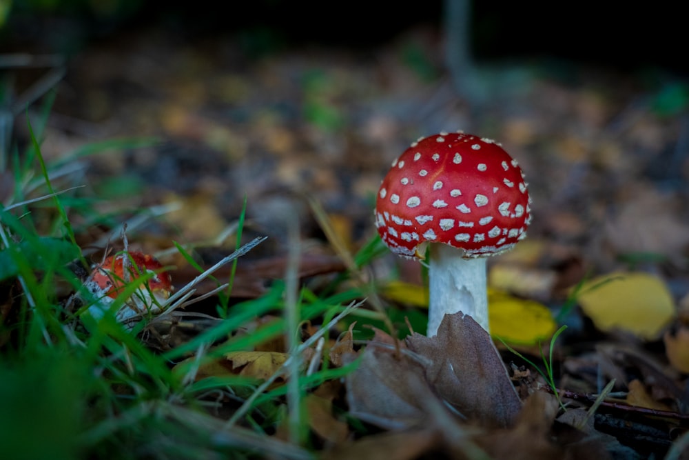 red and white mushroom in tilt shift lens