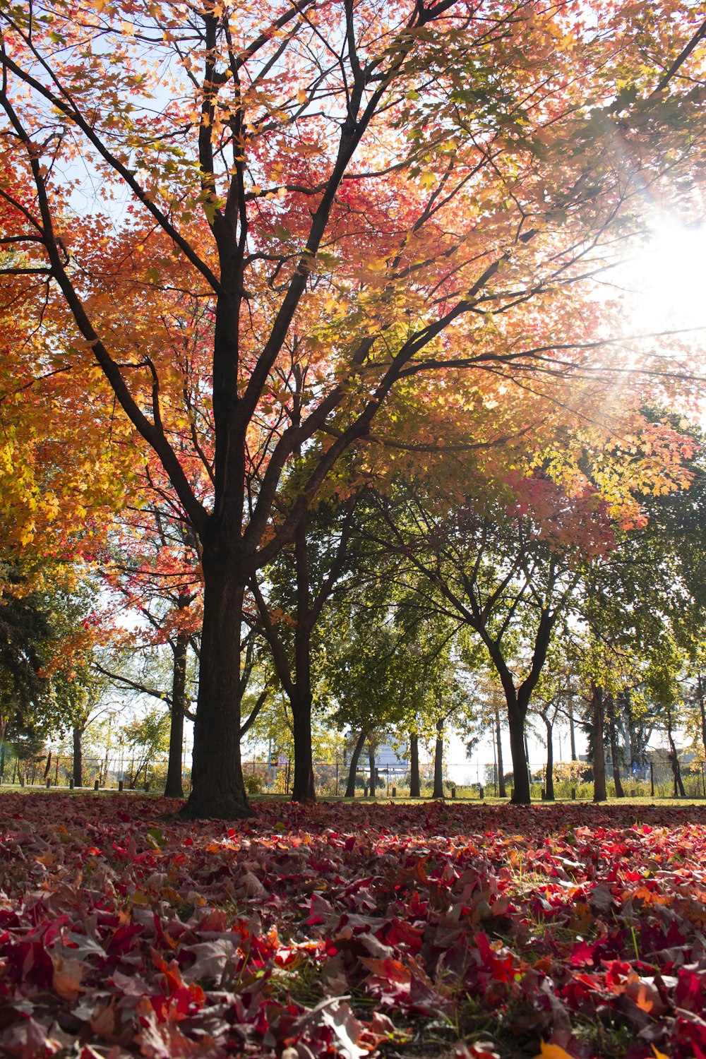 brown and green trees under white sky during daytime