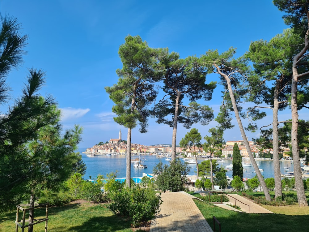 green trees near body of water during daytime