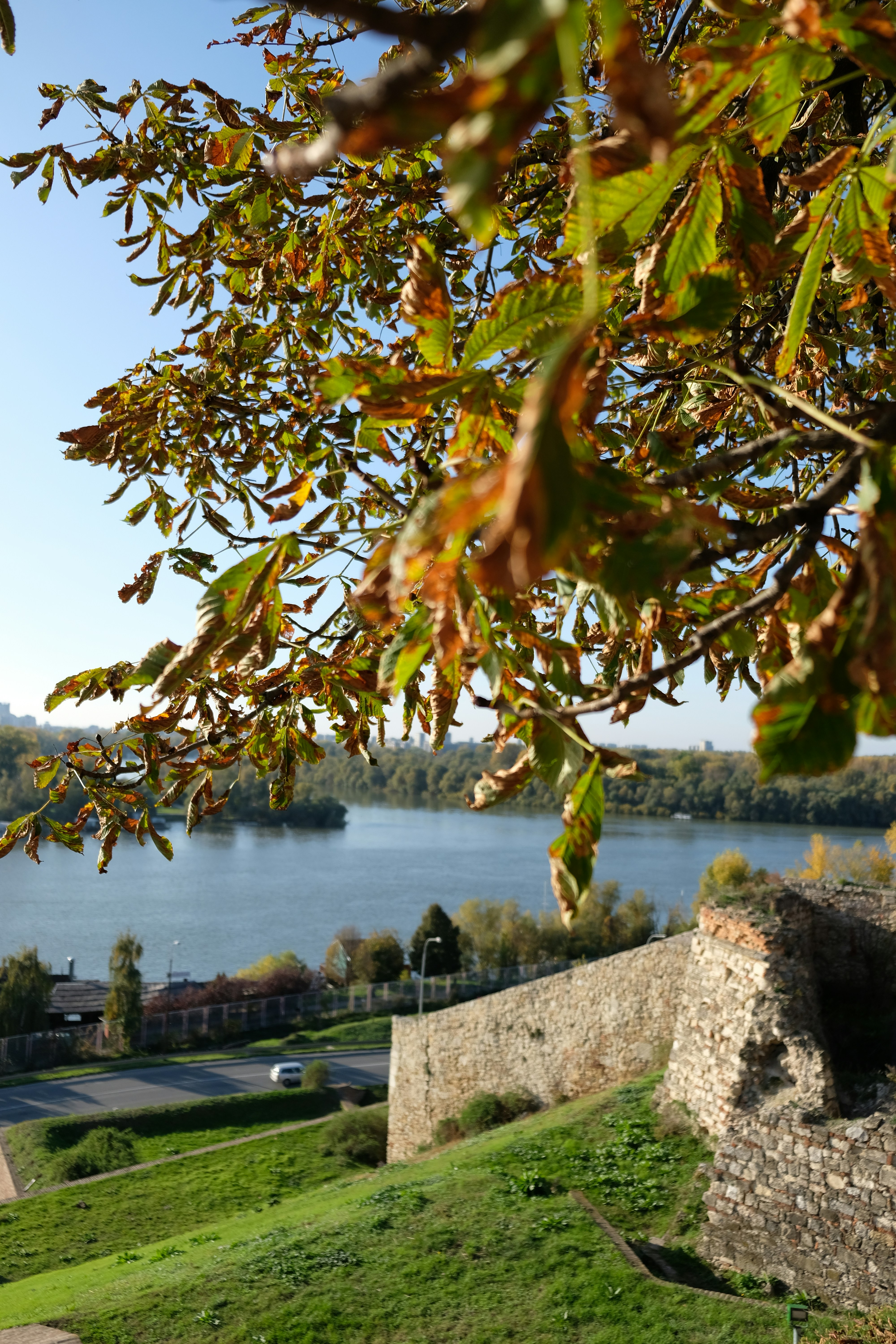 green and brown tree near body of water during daytime