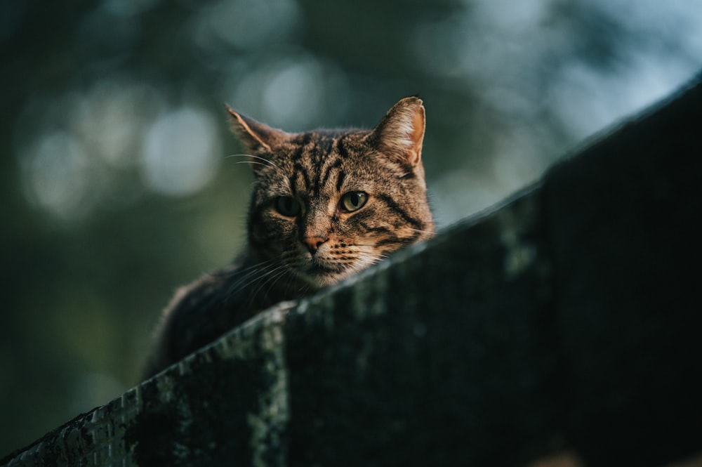 gatto soriano marrone su recinzione di legno nera