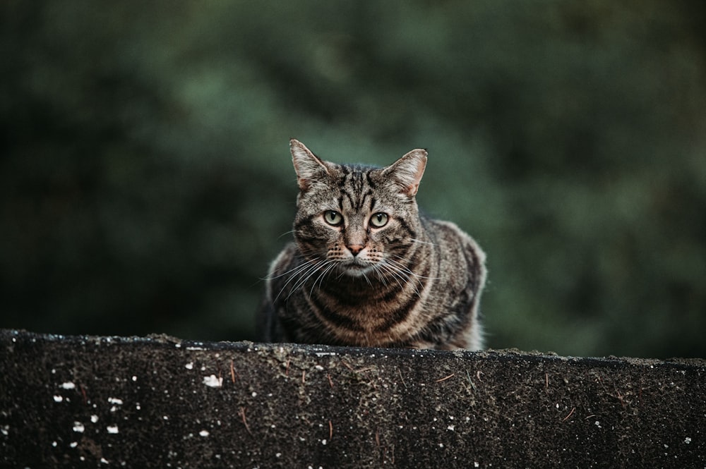 brown tabby cat lying on concrete wall