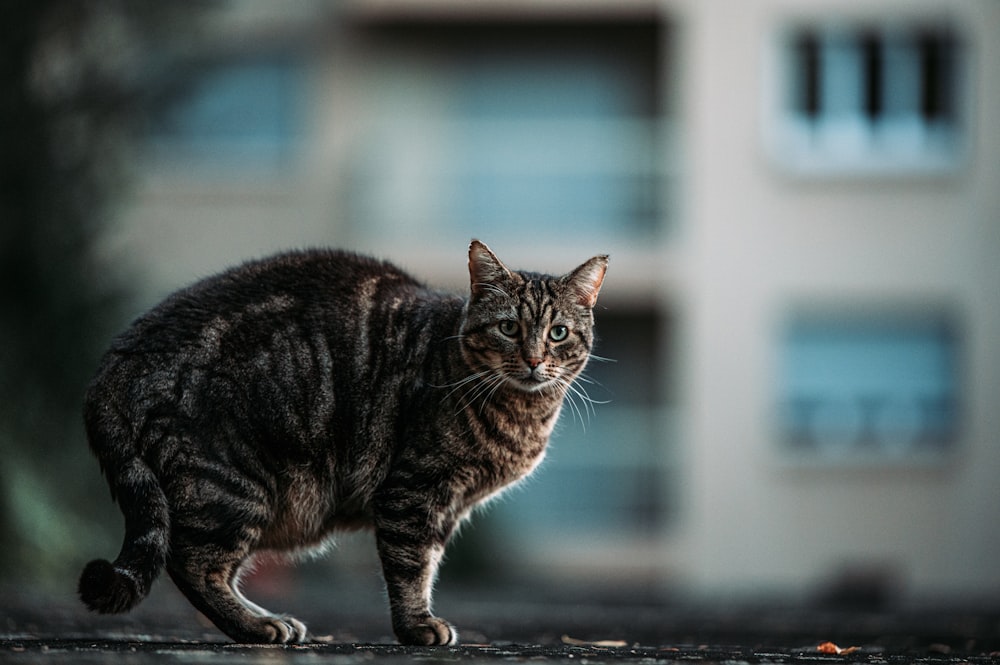 brown tabby cat on black concrete floor