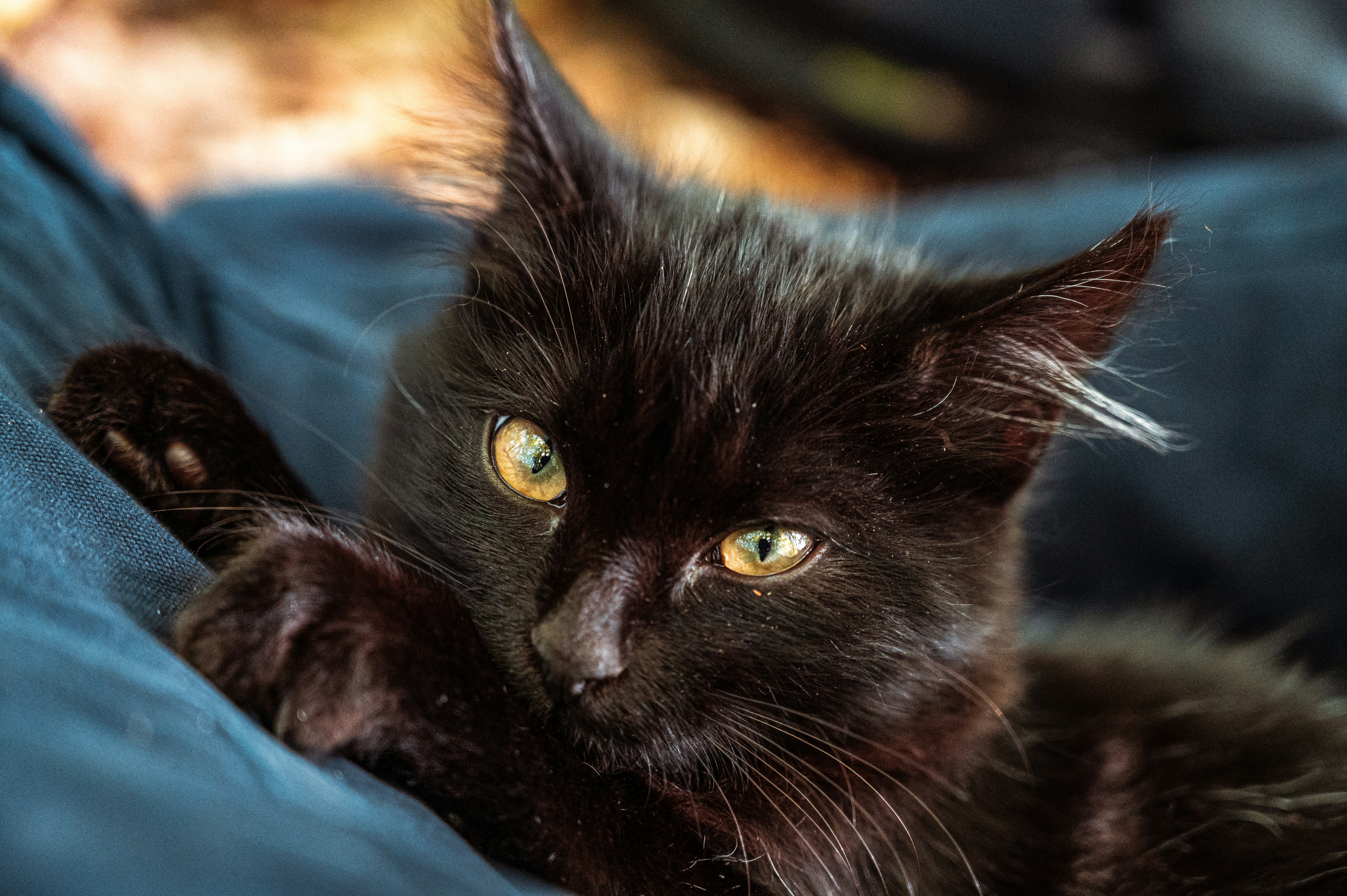 Black Cat On Blue Textile Photo Free Cat Image On Unsplash