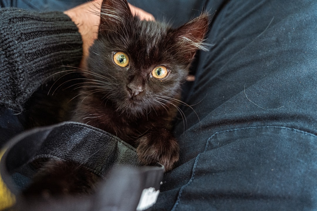 black cat on persons lap