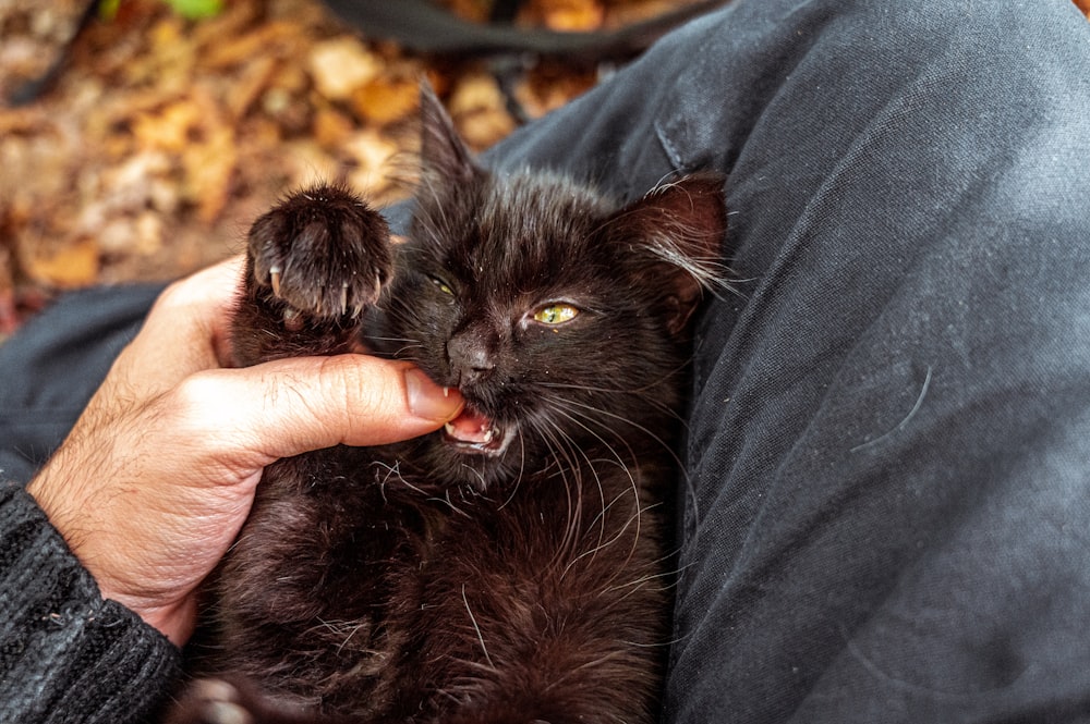 black cat on persons hand