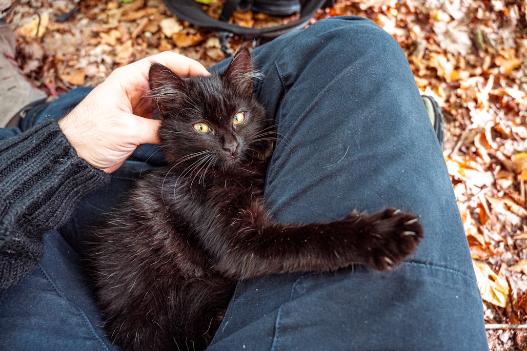 black cat on persons lap