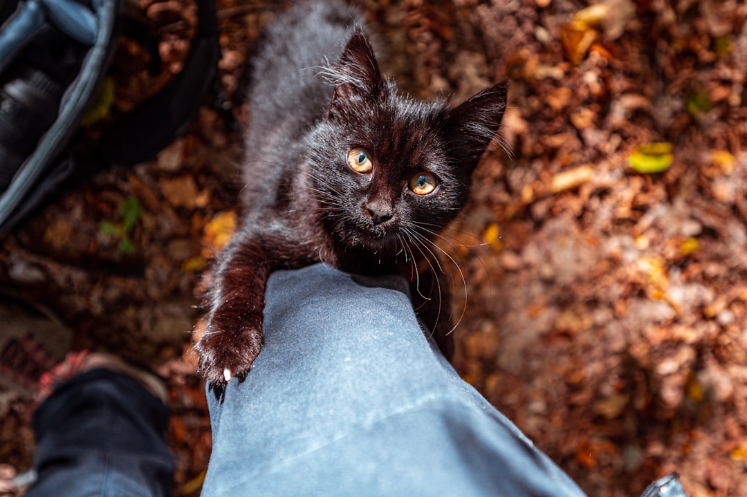 black cat on blue denim jeans