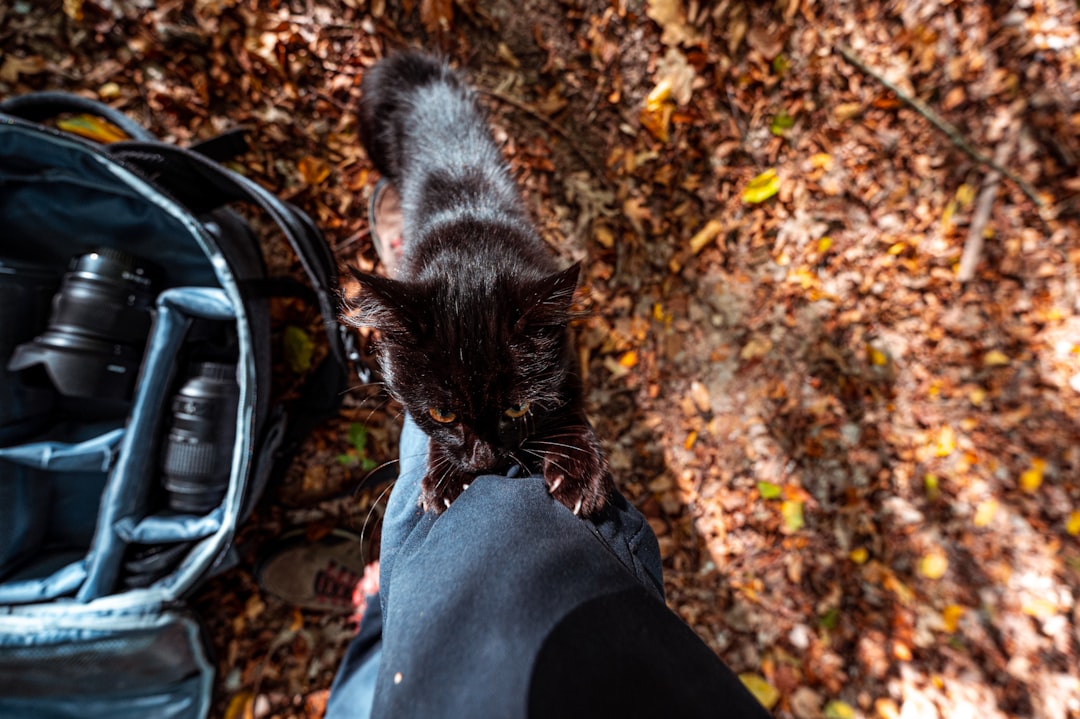 black cat on black textile