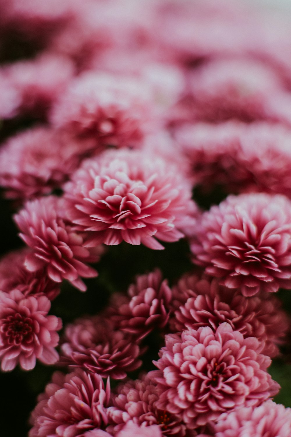 pink flowers in tilt shift lens