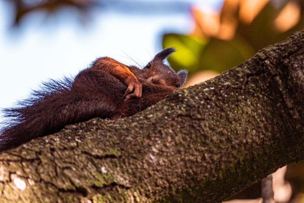 brown squirrel on brown tree branch during daytime