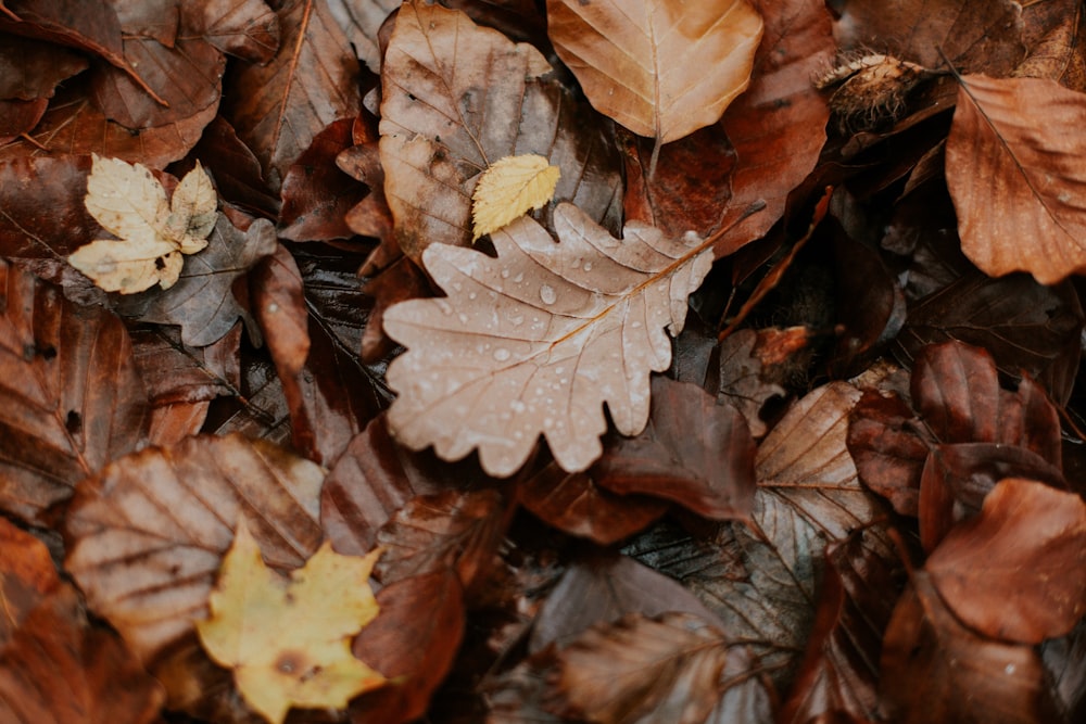 brown dried leaves on ground