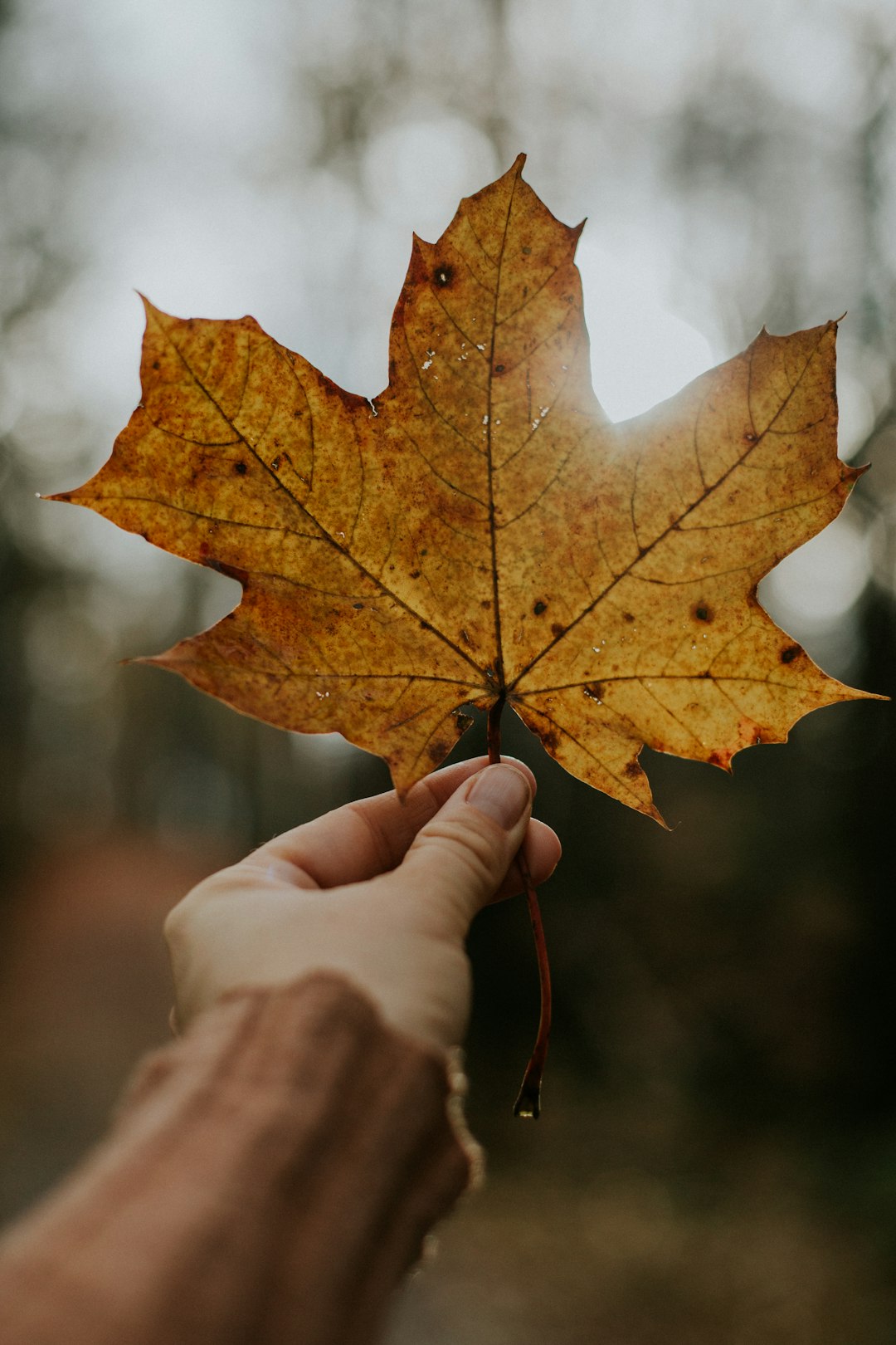 person holding brown maple leaf