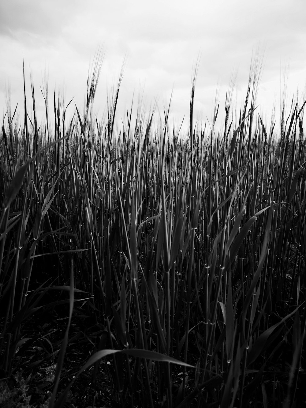 grayscale photo of grass field