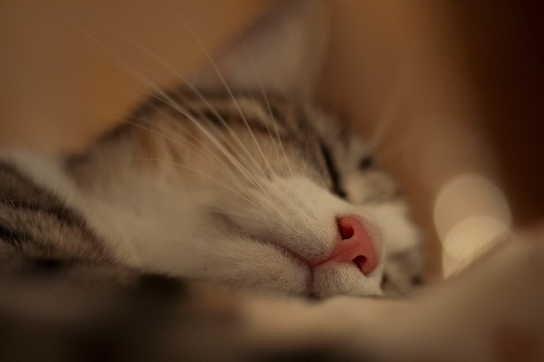 white and grey tabby cat