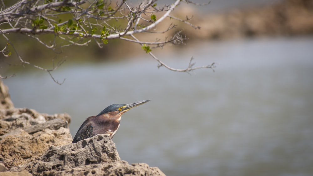 brown and black bird on brown rock