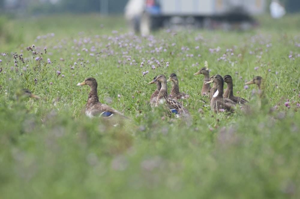 brown and black duck on green grass field during daytime