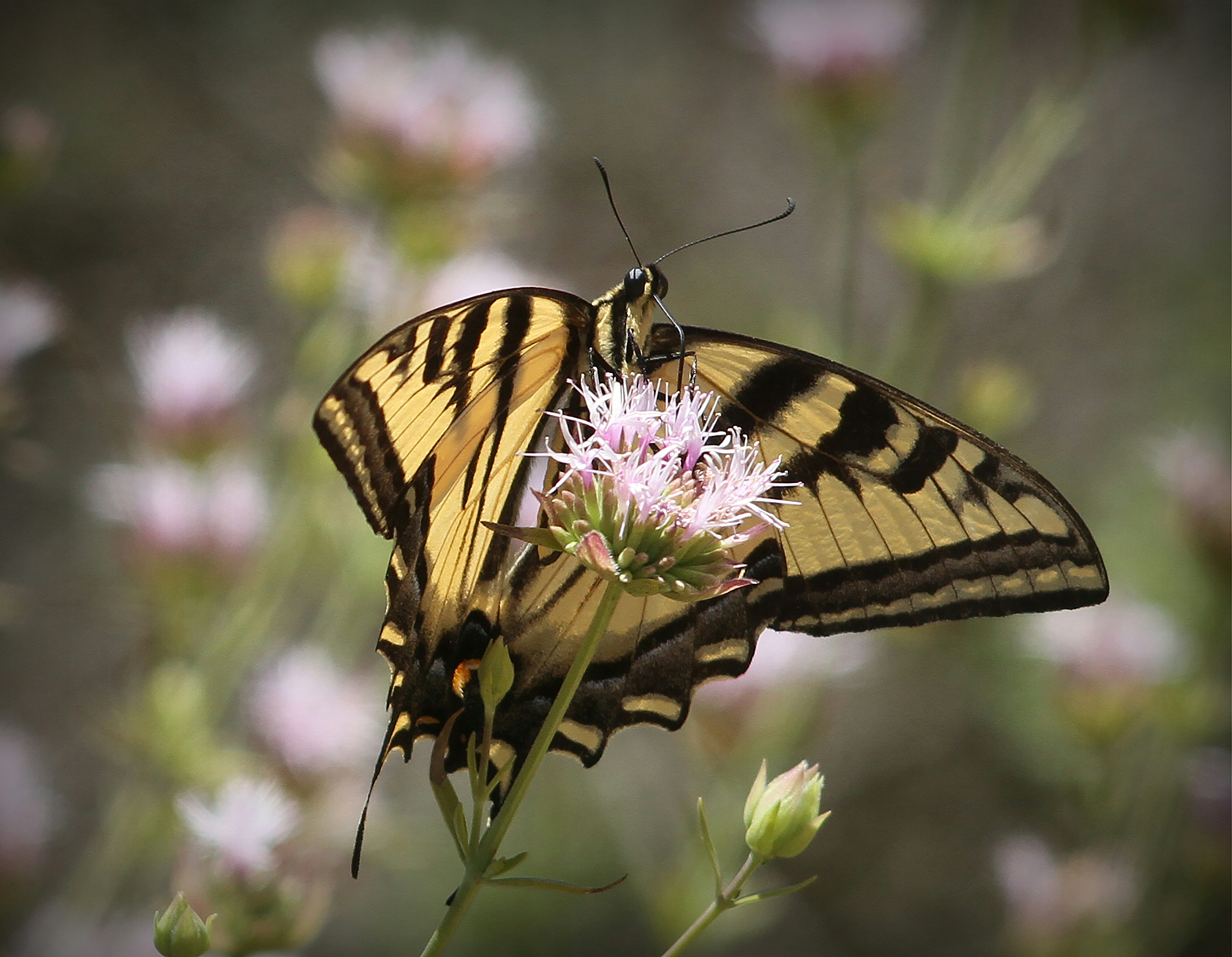 Photo by canonman_5d