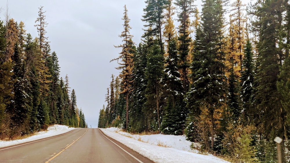 Schneebedeckte Straße zwischen Bäumen tagsüber