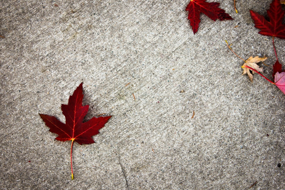 red maple leaf on gray concrete floor