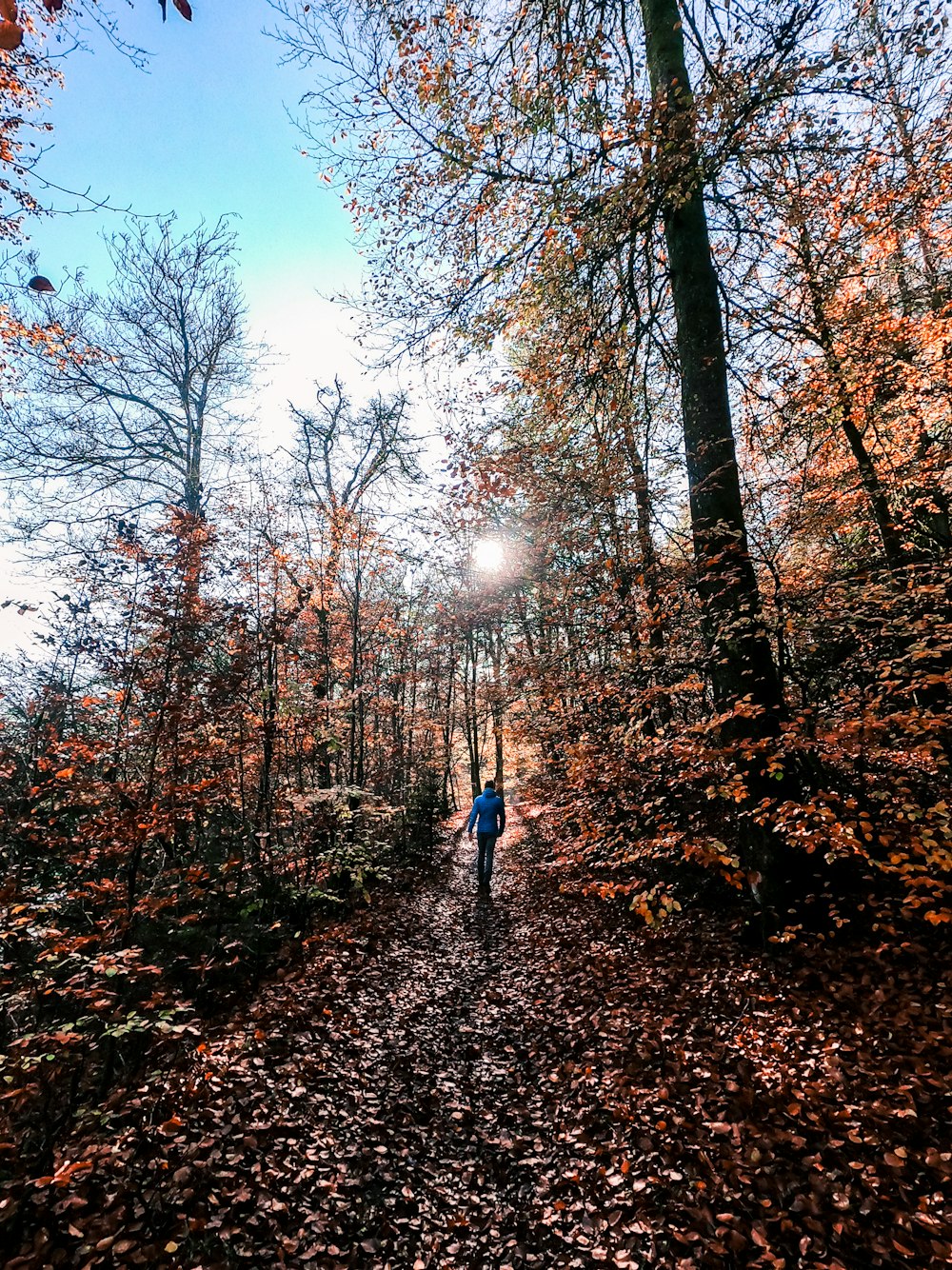 person in blue jacket walking on brown dried leaves during daytime