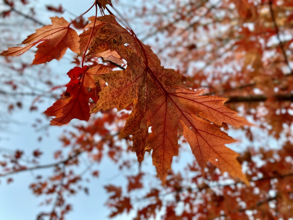 brown leaves in tilt shift lens