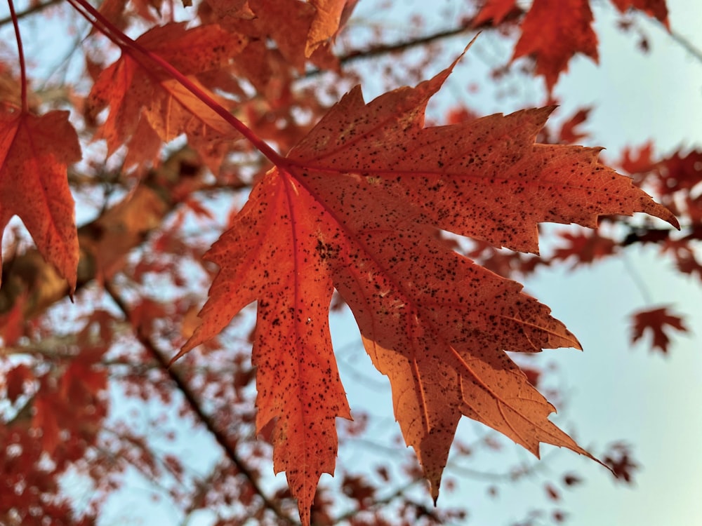 brown maple leaf in close up photography