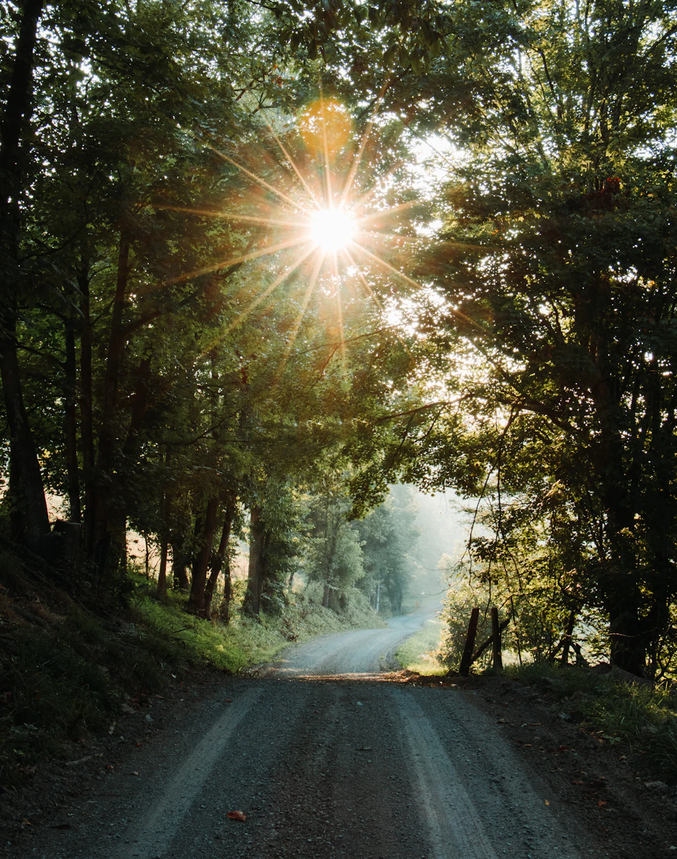 Serene rural landscape with winding dirt road through lush green forest under bright sunlight